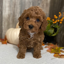 Poodle Puppy Liam