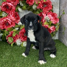 Boxer Puppy Hollister