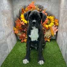 Boxer Puppy Hollister