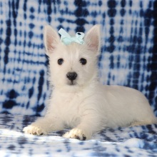 West Highland White Terrier Puppy Hailey