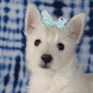 West Highland White Terrier Puppy Hailey
