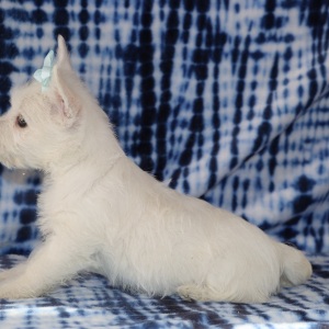 West Highland White Terrier Puppy Hailey