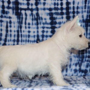 West Highland White Terrier Puppy Hailey