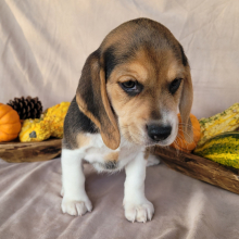 Beagle Puppy Lulu