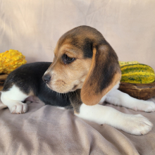 Beagle Puppy Lulu