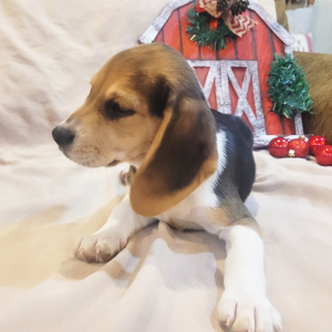 Beagle Puppy Lulu