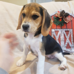 Beagle Puppy Lulu
