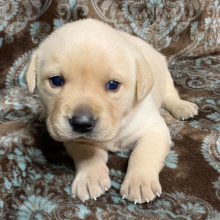 Labrador Retriever Puppy Liana