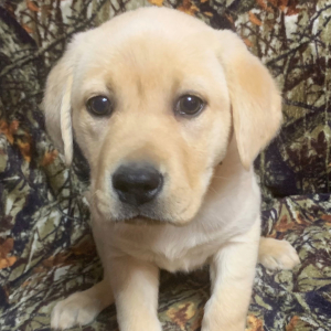 Labrador Retriever Puppy Liana