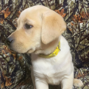 Labrador Retriever Puppy Liana