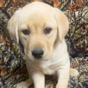 Labrador Retriever Puppy Liana