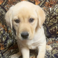 Labrador Retriever Puppy Liana