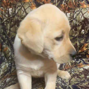 Labrador Retriever Puppy Liana