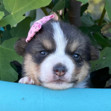 Pembroke Welsh Corgi Puppy Muffy