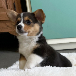 Pembroke Welsh Corgi Puppy Muffy