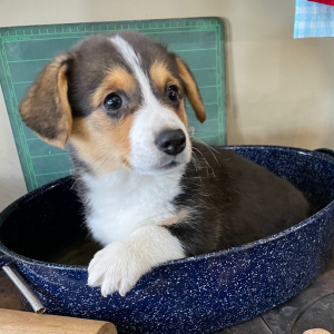 Pembroke Welsh Corgi Puppy Muffy