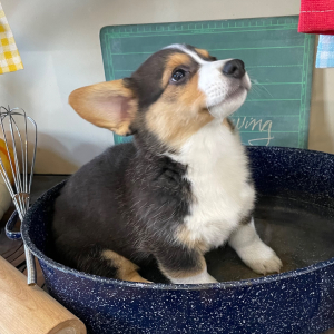 Pembroke Welsh Corgi Puppy Muffy