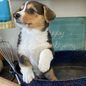 Pembroke Welsh Corgi Puppy Muffy