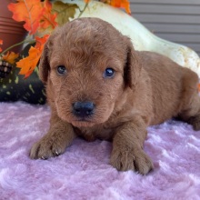 Labradoodle Puppy Babs