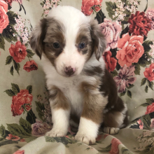 Australian Shepherd Puppy Bridget