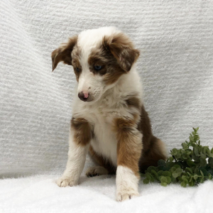Australian Shepherd Puppy Bridget