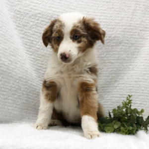 Australian Shepherd Puppy Bridget