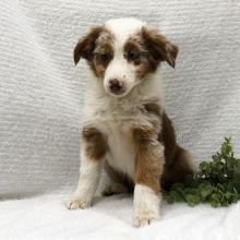 Australian Shepherd Puppy Bridget