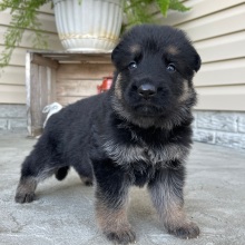 German Shepherd Dog Puppy Luke