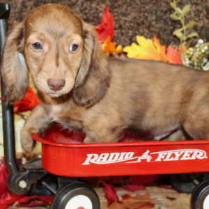 Dachshund Puppy Amin