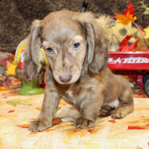 Dachshund Puppy Amin