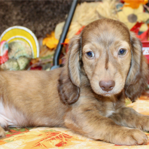 Dachshund Puppy Amin