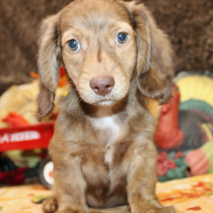 Dachshund Puppy Amin