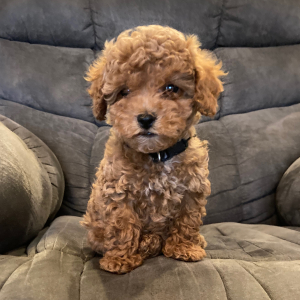Poodle Puppy Jade