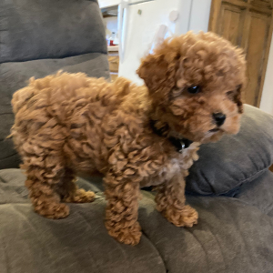 Poodle Puppy Jade