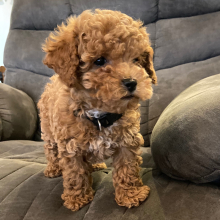 Poodle Puppy Jade