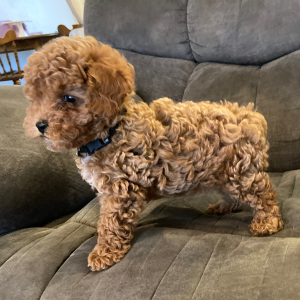 Poodle Puppy Jade