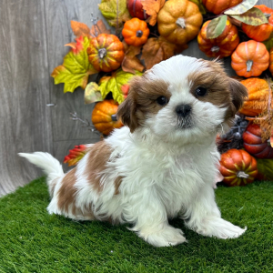 Shih Tzu Puppy Saul