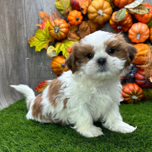 Shih Tzu Puppy Saul