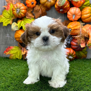 Shih Tzu Puppy Saul