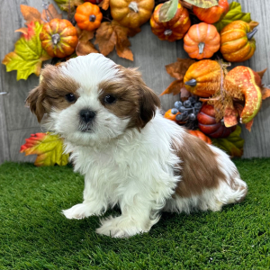 Shih Tzu Puppy Saul