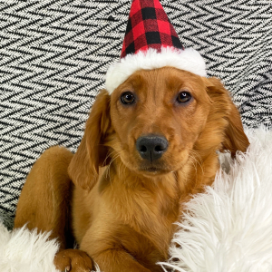 Golden Retriever Puppy Mango