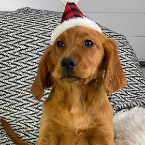 Golden Retriever Puppy Mango