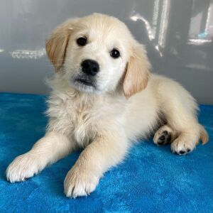Golden Retriever Puppy Neal