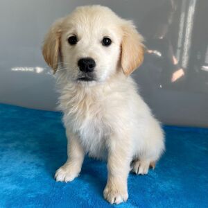 Golden Retriever Puppy Neal