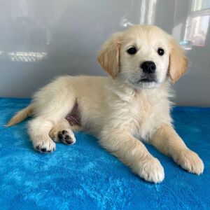 Golden Retriever Puppy Neal