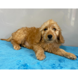 Goldendoodle Puppy Valerie