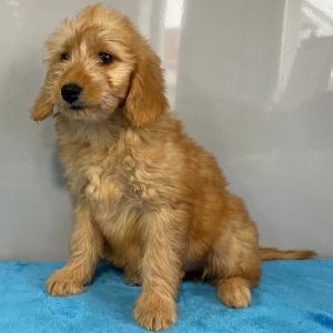 Goldendoodle Puppy Valerie