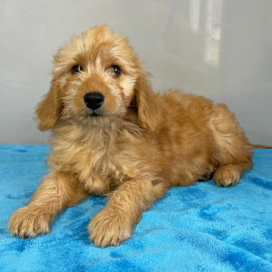 Goldendoodle Puppy Valerie