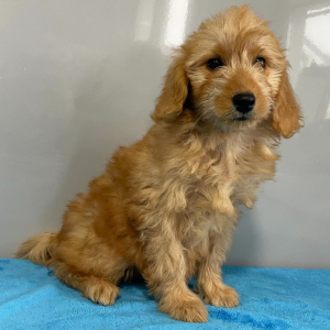 Goldendoodle Puppy Valerie