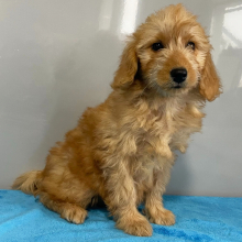Goldendoodle Puppy Valerie